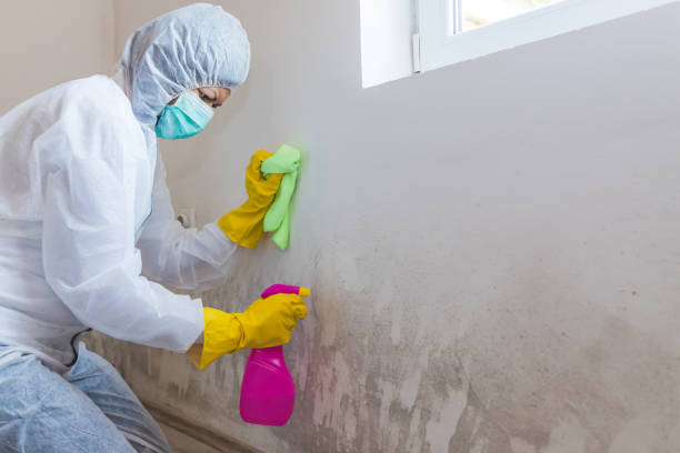 Best Black Mold Removal in USA